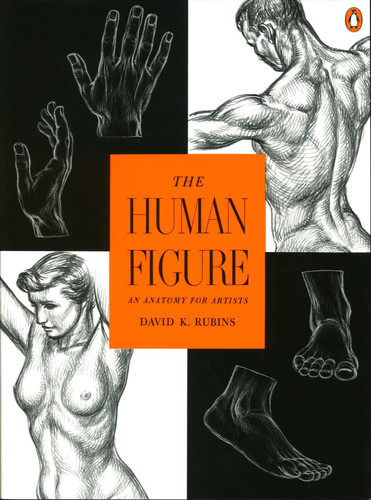 The Human Figure: An Anatomy for Artists book cover by David K. Rubins