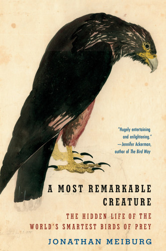 A Most Remarkable Creature: The Hidden Life of the World's Smartest Birds of Prey book cover by Jonathan Meiburg