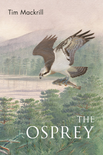 The Osprey (Poyser Monographs) book cover by Tim Mackrill