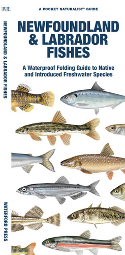 Newfoundland & Labrador Fishes: A Folding Guide to Native and Introduced Freshwater Species (Freshwater Fishes) book cover by Matthew Morris