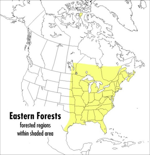 A Peterson Field Guide To Eastern Forests: North America (Peterson Field Guides) book cover by John Kricher, Roger Tory Peterson