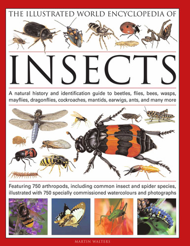 The Illustrated World Encyclopedia of Insects book cover by Martin Walters