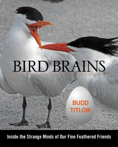 Bird Brains: Inside The Strange Minds Of Our Fine Feathered Friends book cover by Budd Titlow