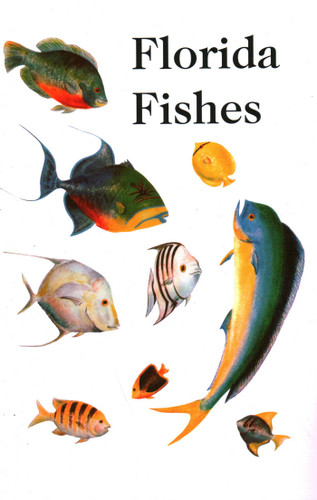 Saltwater Florida Fishes book cover by Rube Allyn, Charlie Allyn