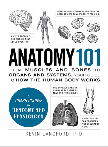 Anatomy 101: From Muscles and Bones to Organs and Systems, Your Guide to How the Human Body Works (Adams 101 Series) book cover by Kevin Langford