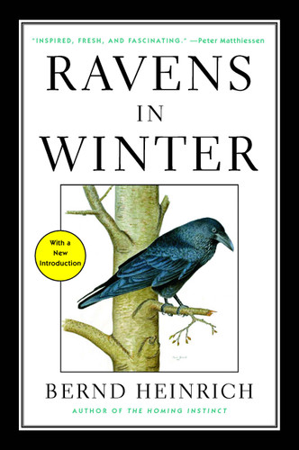 Ravens in Winter book cover by Bernd Heinrich