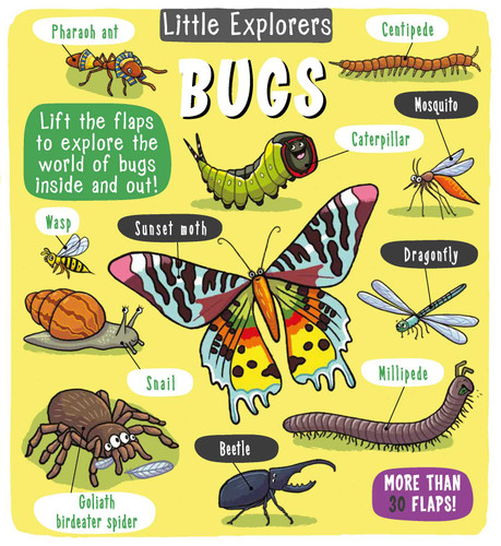 Little Explorers: Bugs (Little Explorers) book cover by Little Bee Books