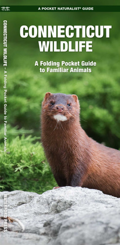 Connecticut Wildlife: A Folding Pocket Guide to Familiar Animals (Wildlife and Nature Identification) book cover by James Kavanagh