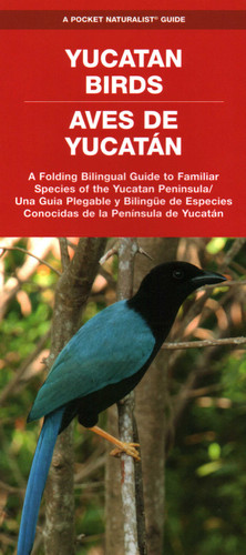Yucatan Birds/Aves de Yucatan, 2nd Ed: A Folding Pocket Guide to Familiar Animals/Una Guía Plegable Portatil de Animales Conocidas (Nature Observation International) book cover by J.M. Kavanagh