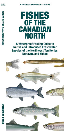 Fishes of the Canadian North: A Folding Guide to Native and Introduced Freshwater Species of the Northwest Territories, Nunavut and Yukon (Freshwater Fishes) book cover by Matthew Morris Morris