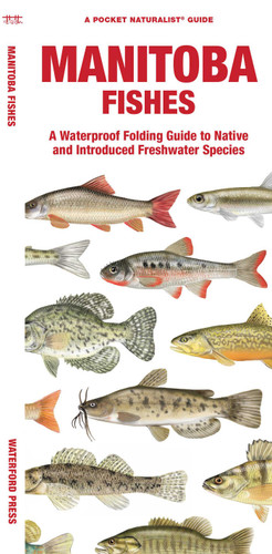 Manitoba Fishes (Nature Observation North America) book cover by Waterford Press, Matthew Morris
