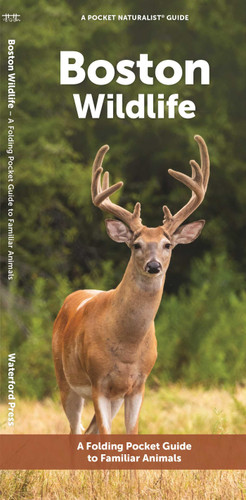 Boston Wildlife: A Folding Pocket Guide to Familiar Animals (Nature Observation North America) book cover by J.M. Kavanagh