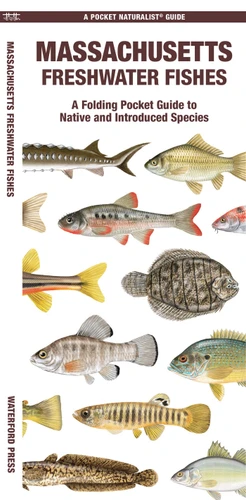 Massachusetts Freshwater Fishes: A Folding Pocket Guide to Native and Introduced Species (Freshwater Fishes) book cover by Matthew Morris