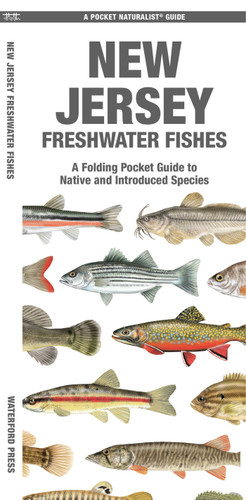 New Jersey Freshwater Fishes: A Folding Pocket Guide to Native and Introduced Species (Nature Observation North America) book cover by Matthew Morris