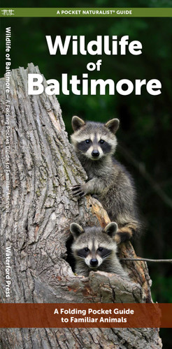 Wildlife of Baltimore: A Folding Pocket Guide to Familiar Animals (Nature Observation North America) book cover by J.M. Kavanagh