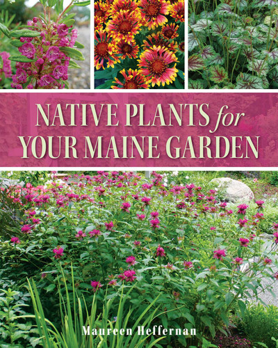 Native Plants for Your Maine Garden book cover by Maureen Heffernan