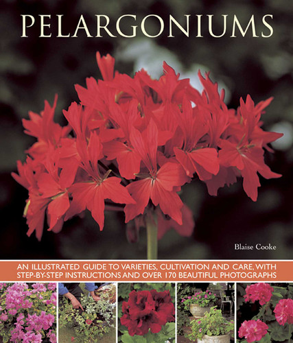 Pelargoniums: An Illustrated Guide to Varieties, Cultivation and Care, With Step-by-Step Instructions and Over 170 Beautiful Photographs book cover by Blaise Cooke