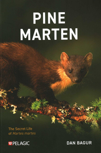 Pine Marten: The Secret Life of Martes martes book cover by Dan Bagur
