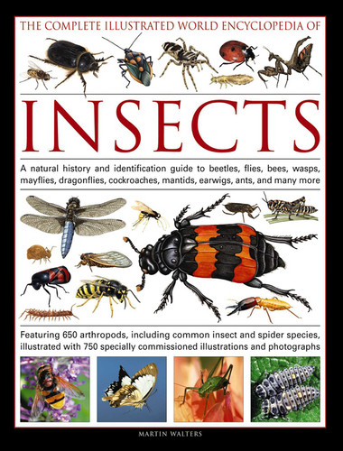 The Complete Illustrated World Encyclopedia of Insects: A Natural History And Identification Guide To Beetles, Flies, Bees, Wasps, Mayflies, Dragonflies, Cockroaches, Mantids, Earwigs, Ants, And Many More book cover by Martin Walters