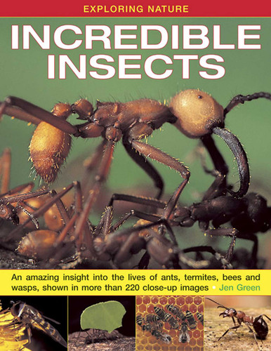Exploring Nature: Incredible Insects: An Amazing Insight Into the Lives of Ants, Termites, Bees and Wasps, Shown in More Than 220 Close-Up Images book cover by Jen Green