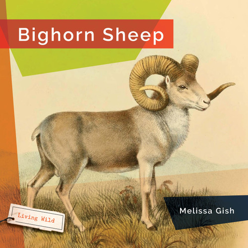 Bighorn Sheep book cover by Melissa Gish