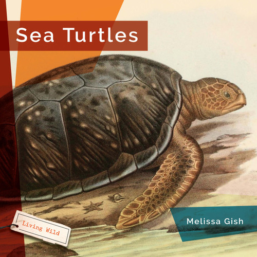 Sea Turtles book cover by Melissa Gish