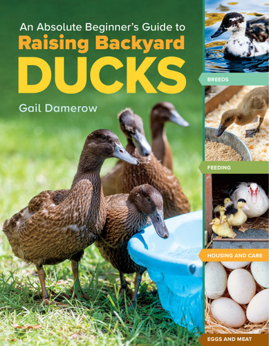 An Absolute Beginner's Guide to Raising Backyard Ducks: Breeds, Feeding, Housing and Care, Eggs and Meat book cover by Gail Damerow