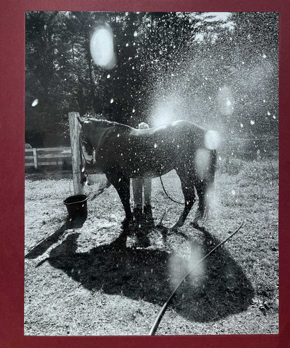 Calling the Birds Home book cover by Cheryle St. Onge