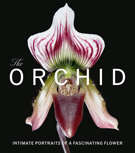 The Orchid: Intimate Portraits of a Fascinating Flower book cover by David Berry