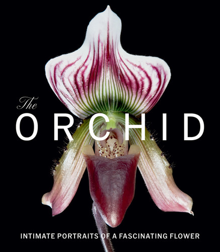 The Orchid: Intimate Portraits of a Fascinating Flower book cover by David Berry
