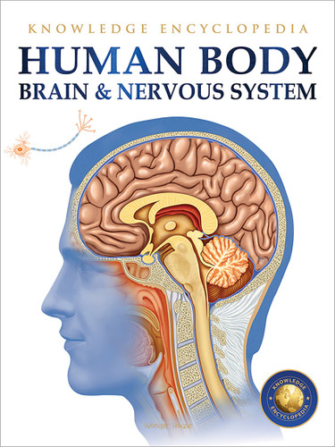 Human Body - Brain And Nervous System: Knowledge Encyclopedia For Children book cover by Wonder House Books