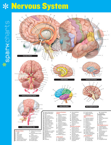 Nervous System SparkCharts (SparkCharts #46) book cover by SparkNotes