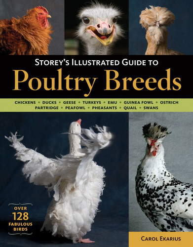 Storey's Illustrated Guide to Poultry Breeds: Chickens, Ducks, Geese, Turkeys, Emus, Guinea Fowl, Ostriches, Partridges, Peafowl, Pheasants, Quails, Swans book cover by Carol Ekarius