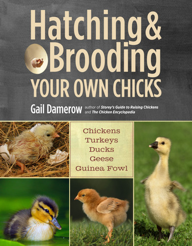 Hatching & Brooding Your Own Chicks: Chickens, Turkeys, Ducks, Geese, Guinea Fowl book cover by Gail Damerow