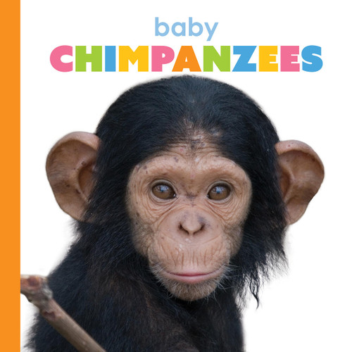Baby Chimpanzees (Starting Out) book cover by Meg Greve
