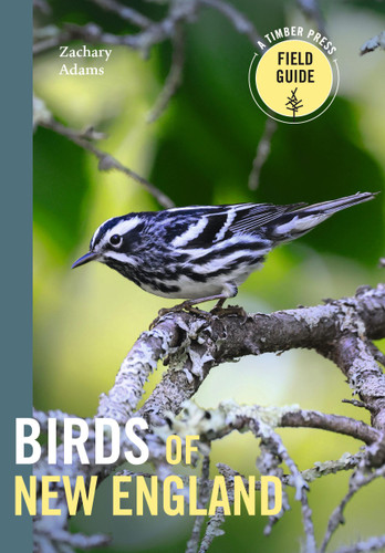 Birds of New England: A Timber Press Field Guide (A Timber Press Field Guide) book cover by Zach Adams