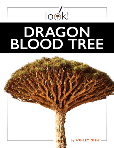 Dragon Blood Tree book cover by Ashley Gish