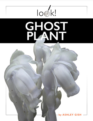 Ghost Plant book cover by Ashley Gish