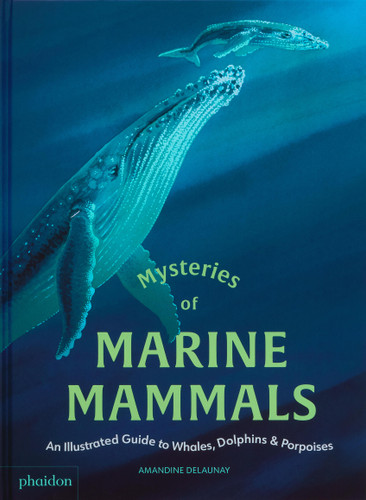 Mysteries of Marine Mammals: An Illustrated Guide to Whales, Dolphins, and Porpoises book cover by Amandine Delaunay