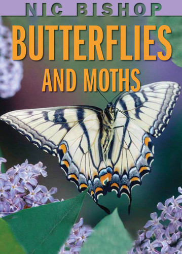 Nic Bishop: Butterflies and Moths book cover by Nic Bishop