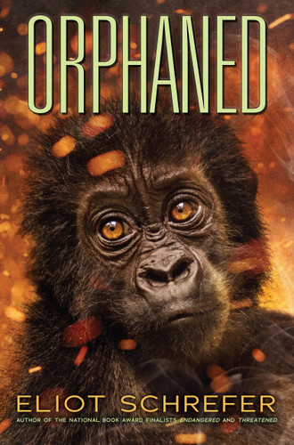 Orphaned (Ape Quartet #4) (Ape Quartet) book cover by Eliot Schrefer