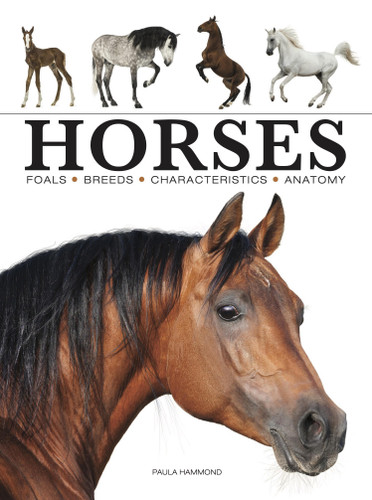 Horses (Mini Encyclopedias) book cover by Paula Hammond