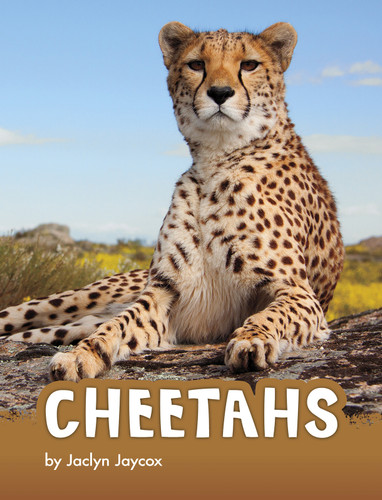 Cheetahs (Animals) book cover by Jaclyn Jaycox