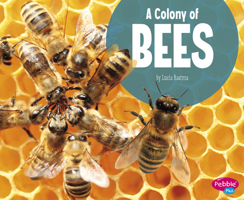 A Colony of Bees (Animal Groups) book cover by Lucia Raatma