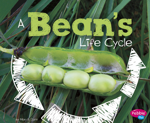A Bean's Life Cycle (Explore Life Cycles) book cover by Mary R. Dunn