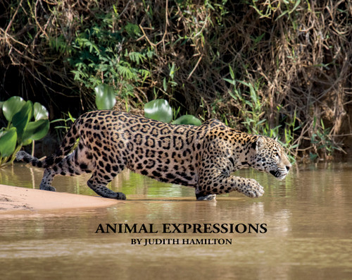 Animal Expressions book cover by Judith Hamilton