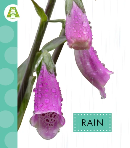 Rain book cover by Anastasia Suen