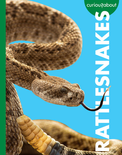 Curious about Rattlesnakes book cover by Rachel Grack