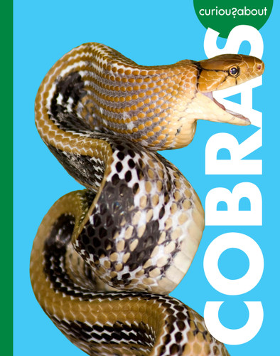 Curious about Cobras book cover by Rachel Grack