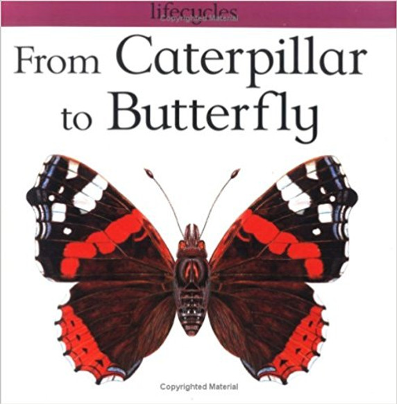 From Caterpillar to Butterfly (Lifecycles) Cover